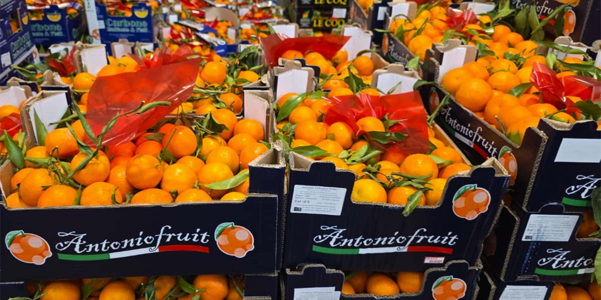 Clementine cal.3 - Calabria - 0,80-0,90 euro al chilogrammo